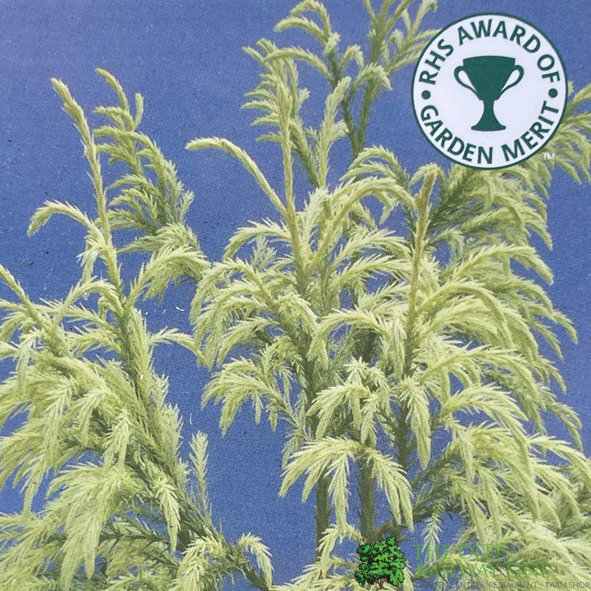 Cryptomeria japonica 'Sekkan-sugi' Conifer 3Ltr Pot