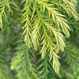 Cryptomeria japonica 'Sekkan-sugi' Conifer 3Ltr Pot