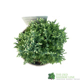 Conifer 'Snow White' Chamaecyparis lawsoniana Conifer 3Ltr Pot