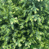 Conifer 'Snow White' Chamaecyparis lawsoniana Conifer 3Ltr Pot