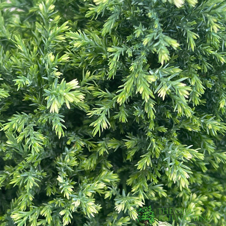 Conifer 'Snow White' Chamaecyparis lawsoniana Conifer 3Ltr Pot