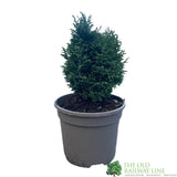 Conifer 'Snow White' Chamaecyparis lawsoniana Conifer 3Ltr Pot
