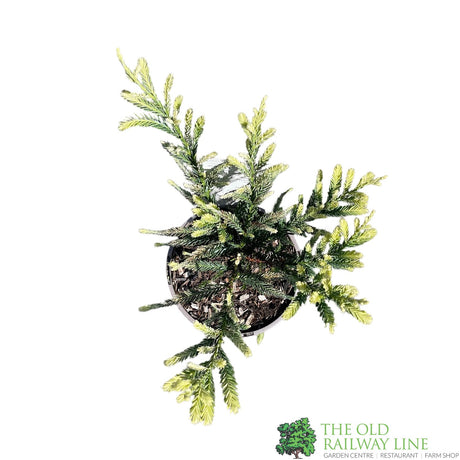 Sequoia 'Adpressa' Conifer Plant 3Ltr Pot