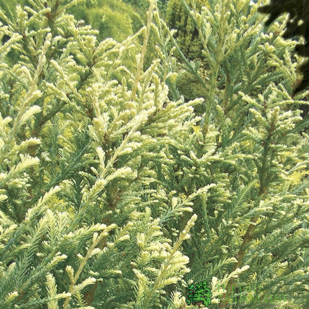 Sequoia 'Adpressa' Conifer Plant 3Ltr Pot