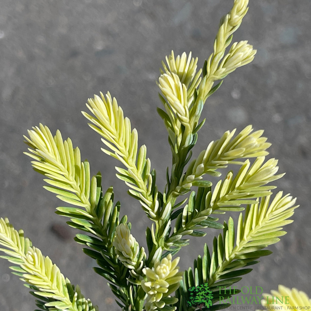 Sequoia 'Adpressa' Conifer Plant 3Ltr Pot