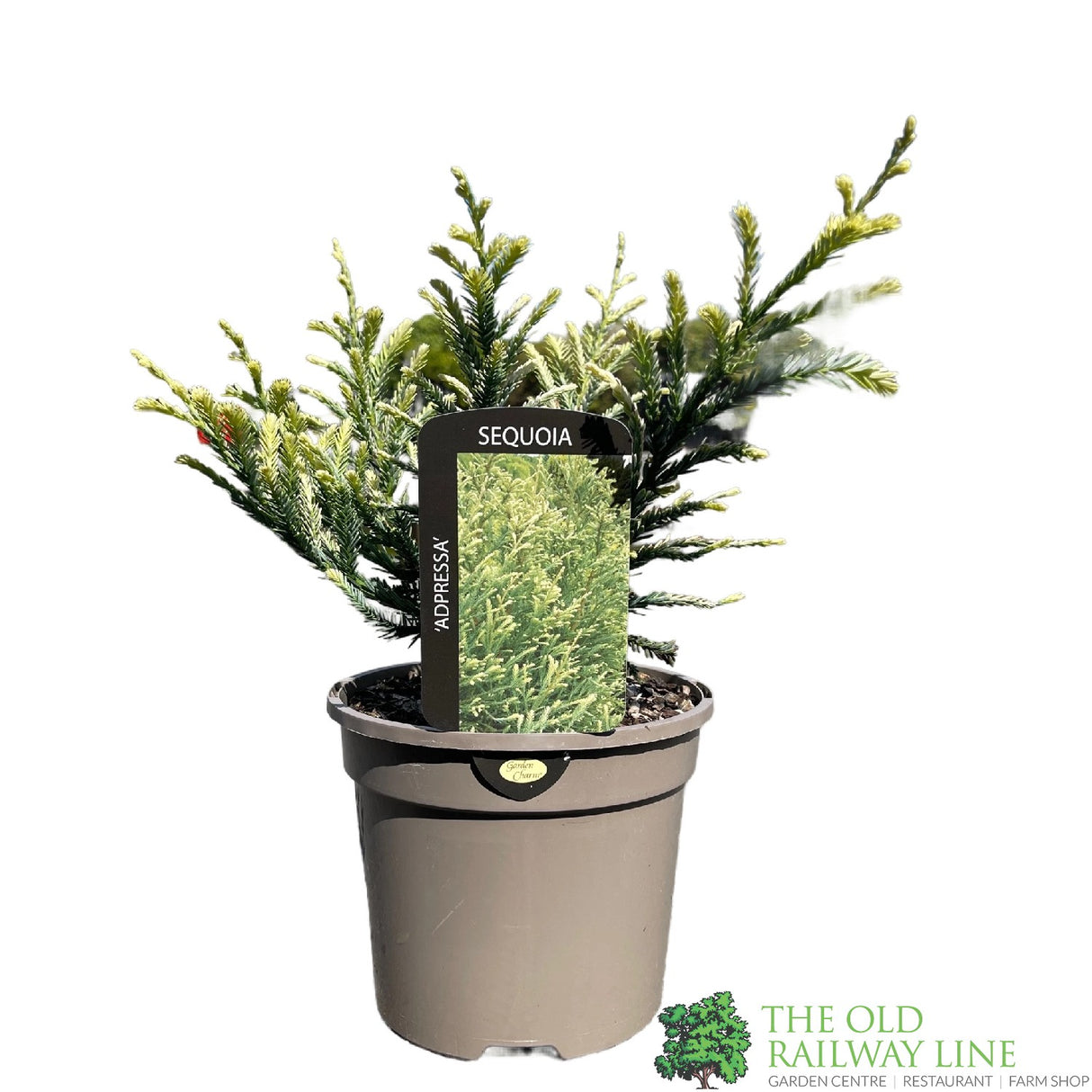 Sequoia 'Adpressa' Conifer Plant 3Ltr Pot