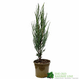 Juniperus scopulorum ‘Blue Arrow’ Juniper Plant - 3Ltr Pot