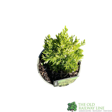 Chamaecyparis lawsoniana 'Silver Threads' Conifer 3Ltr Pot