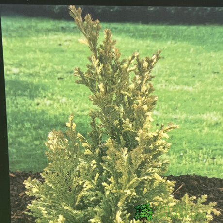 Chamaecyparis lawsoniana 'Silver Threads' Conifer 3Ltr Pot