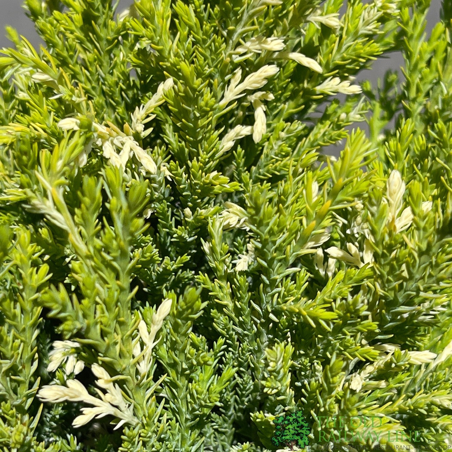 Chamaecyparis Lawsoniana Silver Threads Conifer 3Ltr Pot Old chamaecyparis-lawsoniana-silver-threads-conifer-3ltr-pot-old