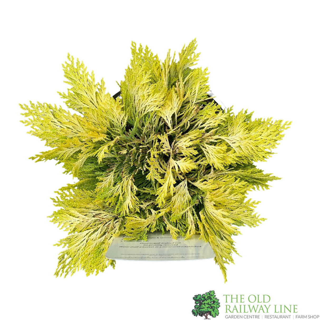 Chamaecyparis Lawsonia 'Winston Churchill' Conifer 3Ltr Pot