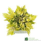 Chamaecyparis Lawsonia 'Winston Churchill' Conifer 3Ltr Pot