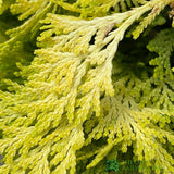 Chamaecyparis Lawsonia 'Winston Churchill' Conifer 3Ltr Pot