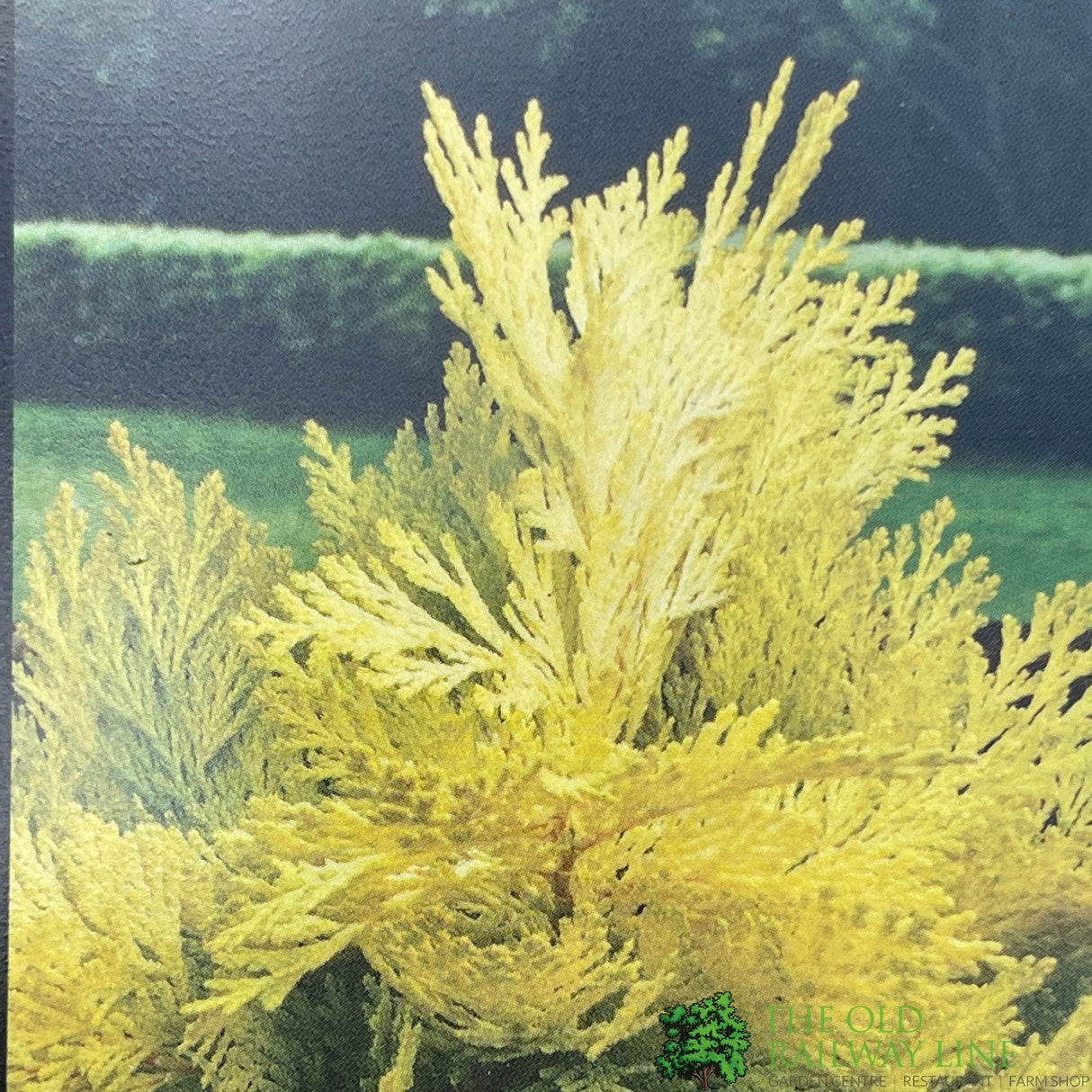 Chamaecyparis Lawsonia 'Winston Churchill' Conifer 3Ltr Pot