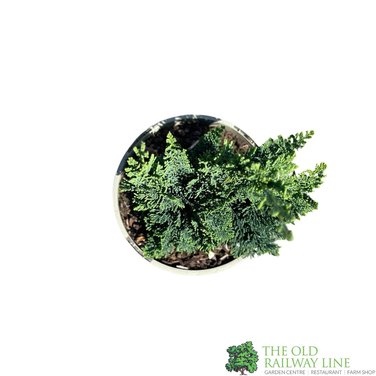 Chamaecyparis Lawsoniana 'Wisselii' 3Ltr Pot