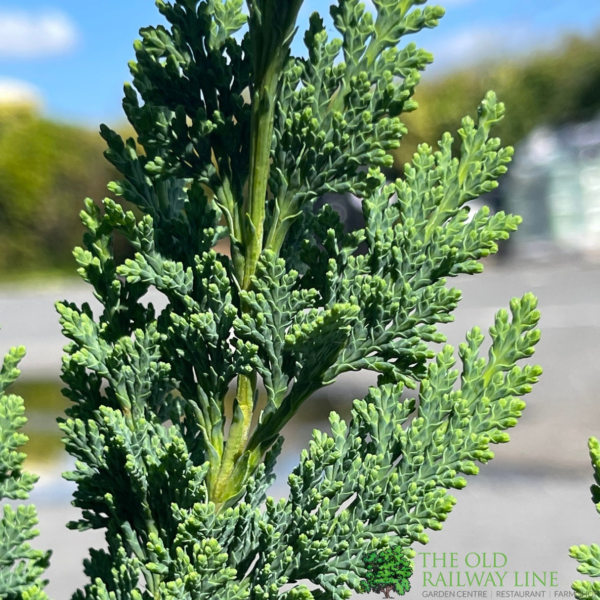 Chamaecyparis Lawsoniana 'Wisselii' 3Ltr Pot