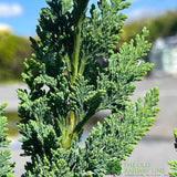 Chamaecyparis Lawsoniana 'Wisselii' 3Ltr Pot