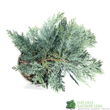 Chamaecyparis lawsoniana 'Pembury Blue' 3Ltr Pot