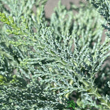 Chamaecyparis lawsoniana 'Pembury Blue' 3Ltr Pot