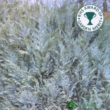 Chamaecyparis lawsoniana 'Pembury Blue' 3Ltr Pot