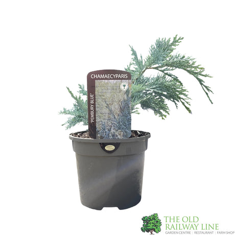 Chamaecyparis lawsoniana 'Pembury Blue' 3Ltr Pot