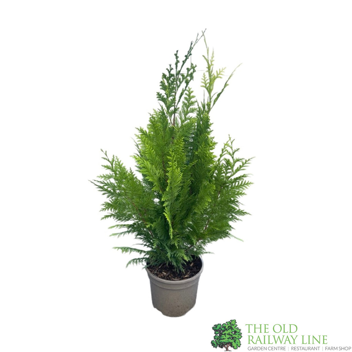 Chamaecyparis Law 'Lanei Aurea' 3Ltr Pot