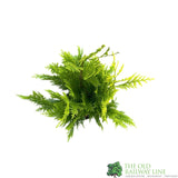 Chamaecyparis Law 'Lanei Aurea' 3Ltr Pot