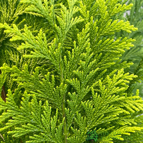 Chamaecyparis Law 'Lanei Aurea' 3Ltr Pot