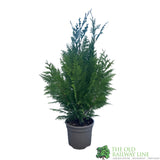 Chamaecyparis Law 'Lanei Aurea' 3Ltr Pot