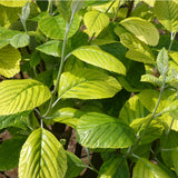 Sorbus aria 'Chrysophylla' 10Ltr Pot