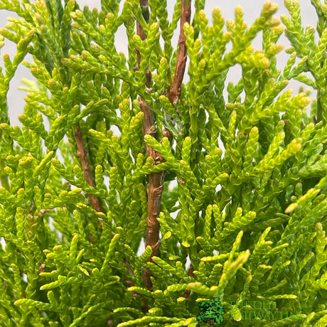 Thuja occidentalis 'Golden Smaragd' Conifer
