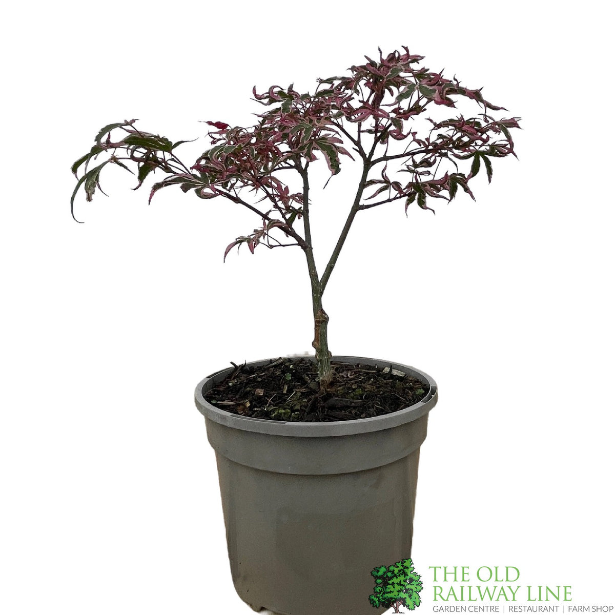 Acer palmatum 'Pink Passion' Japanese Maple 3Ltr Pot – Old Railway Line ...