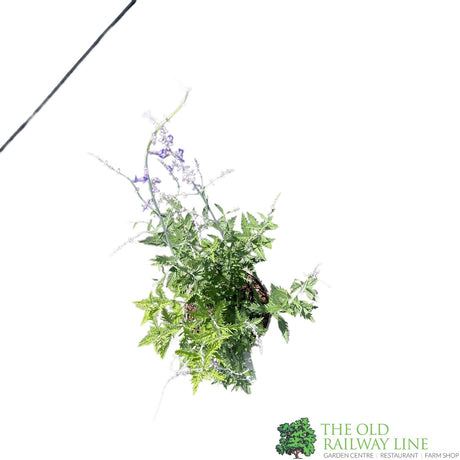 Salvia Perovskia 'Blue Spires' 3Ltr Pot