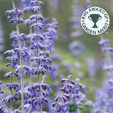 Salvia Perovskia 'Blue Spires' 3Ltr Pot