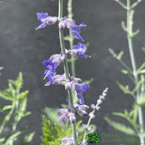 Salvia Perovskia 'Blue Spires' 3Ltr Pot