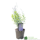 Salvia Perovskia 'Blue Spires' 3Ltr Pot