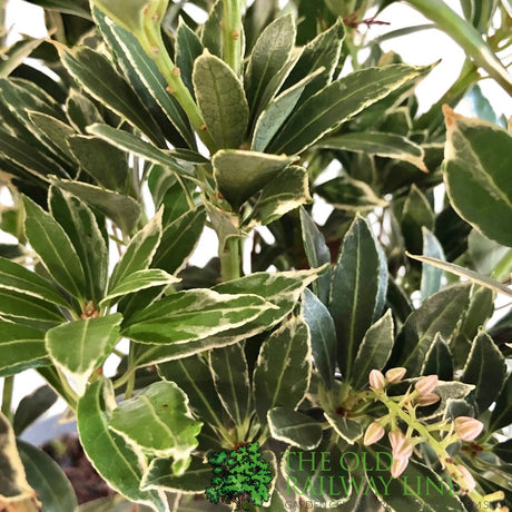 Pieris 'Polar Passion' 3Ltr Pot (NL)