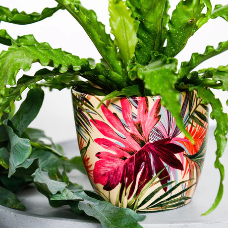 Ivyline 13cm Tropical Fuchsia Monza Planter