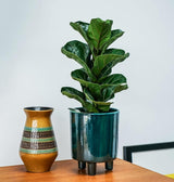 Ivyline 19cm Emerald Green Pisa Planter