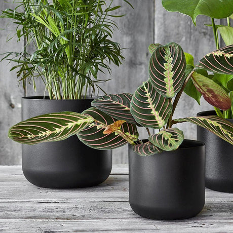 Ivyline 26cm Anthracite Lisbon Planter