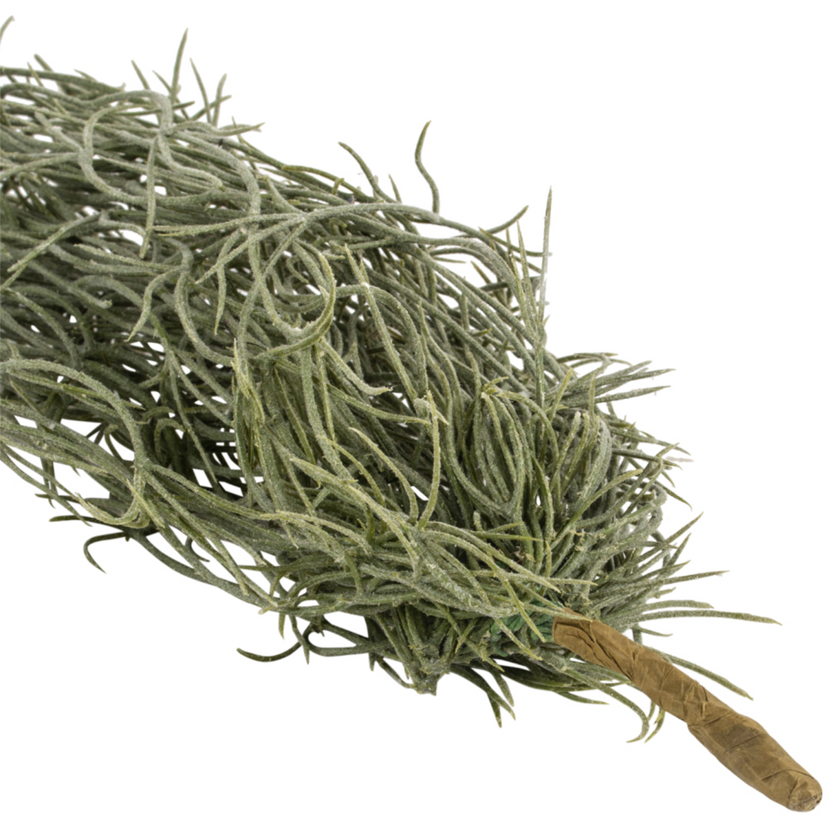 Grand Illusions 76cm Tilliandsia Trailing