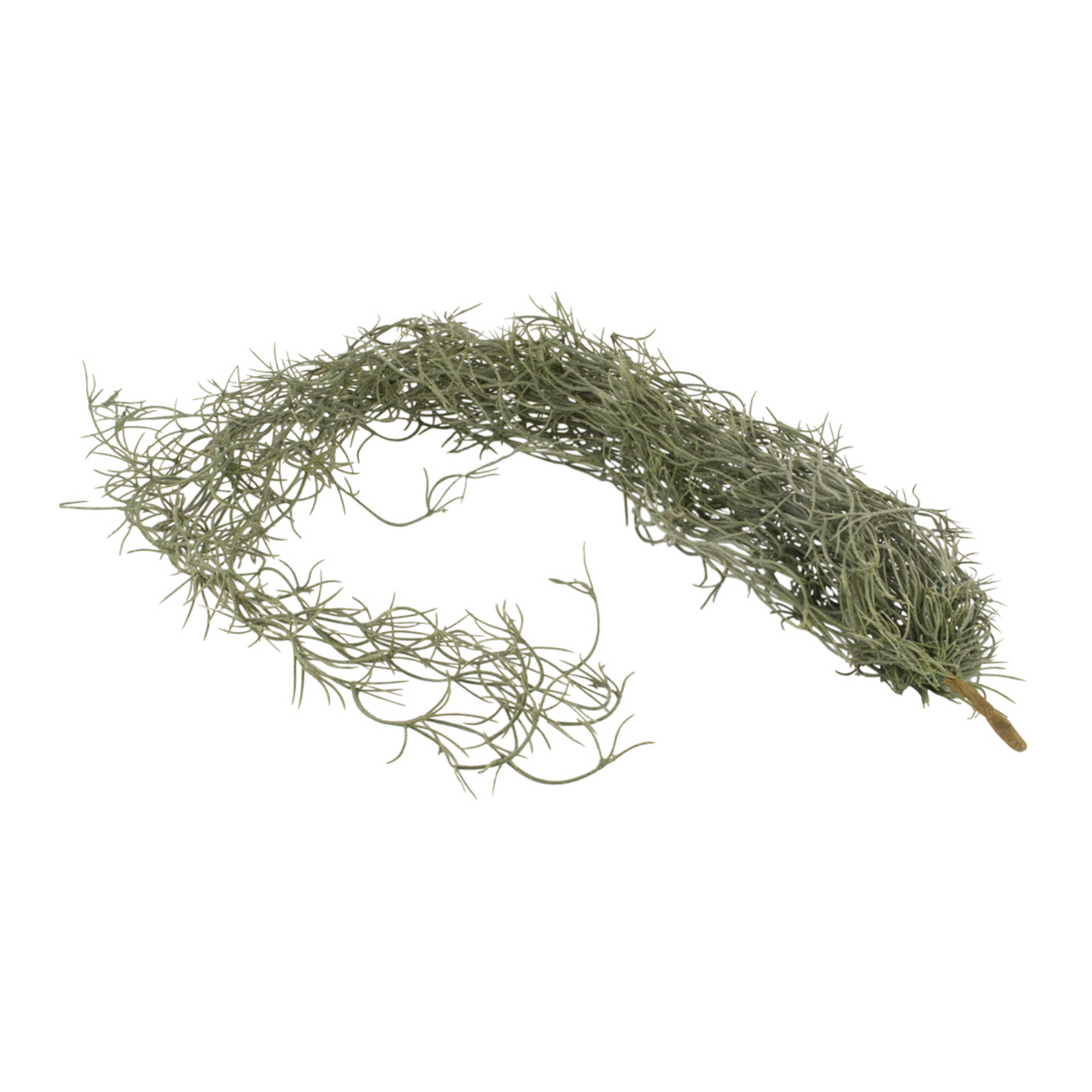 Grand Illusions 76cm Tilliandsia Trailing