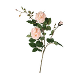 Grand Illusions Rose Spray Cream