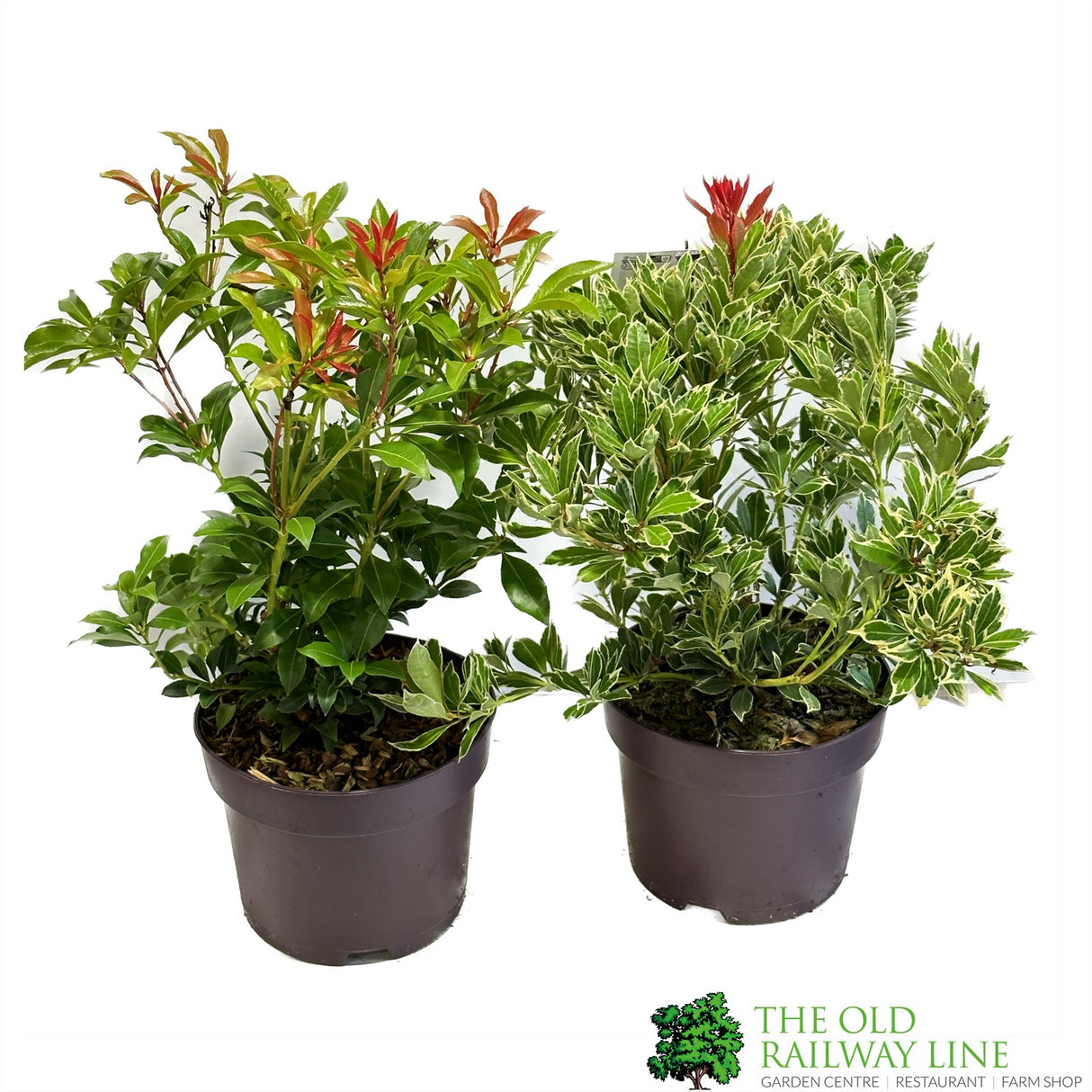 Pieris Japonica Mixed Variety 2Ltr Pot