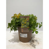 Perennials 1.5ltr Mix