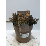 Perennials 1.5ltr Mix