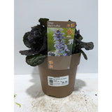 Perennials 1.5ltr Mix