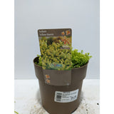 Perennials 1.5ltr Mix