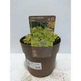 Perennials 1.5ltr Mix