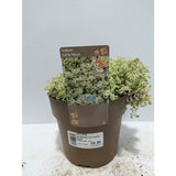 Perennials 1.5ltr Mix